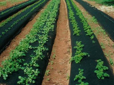 Agriculture Covers 8, KOSA