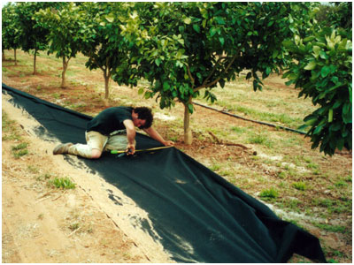 Agriculture cover  1, KOSA