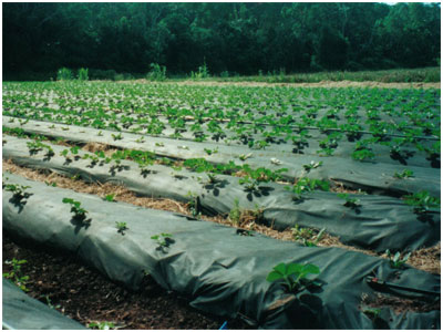 Agriculture cover 2, KOSA