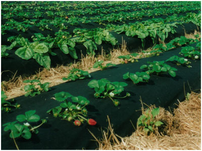 Agriculture Covers 3, KOSA