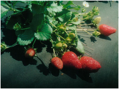Agriculture Covers 4, KOSA