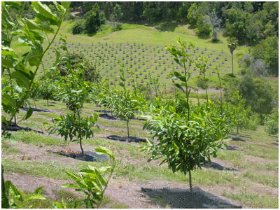 Agriculture Covers 5, KOSA